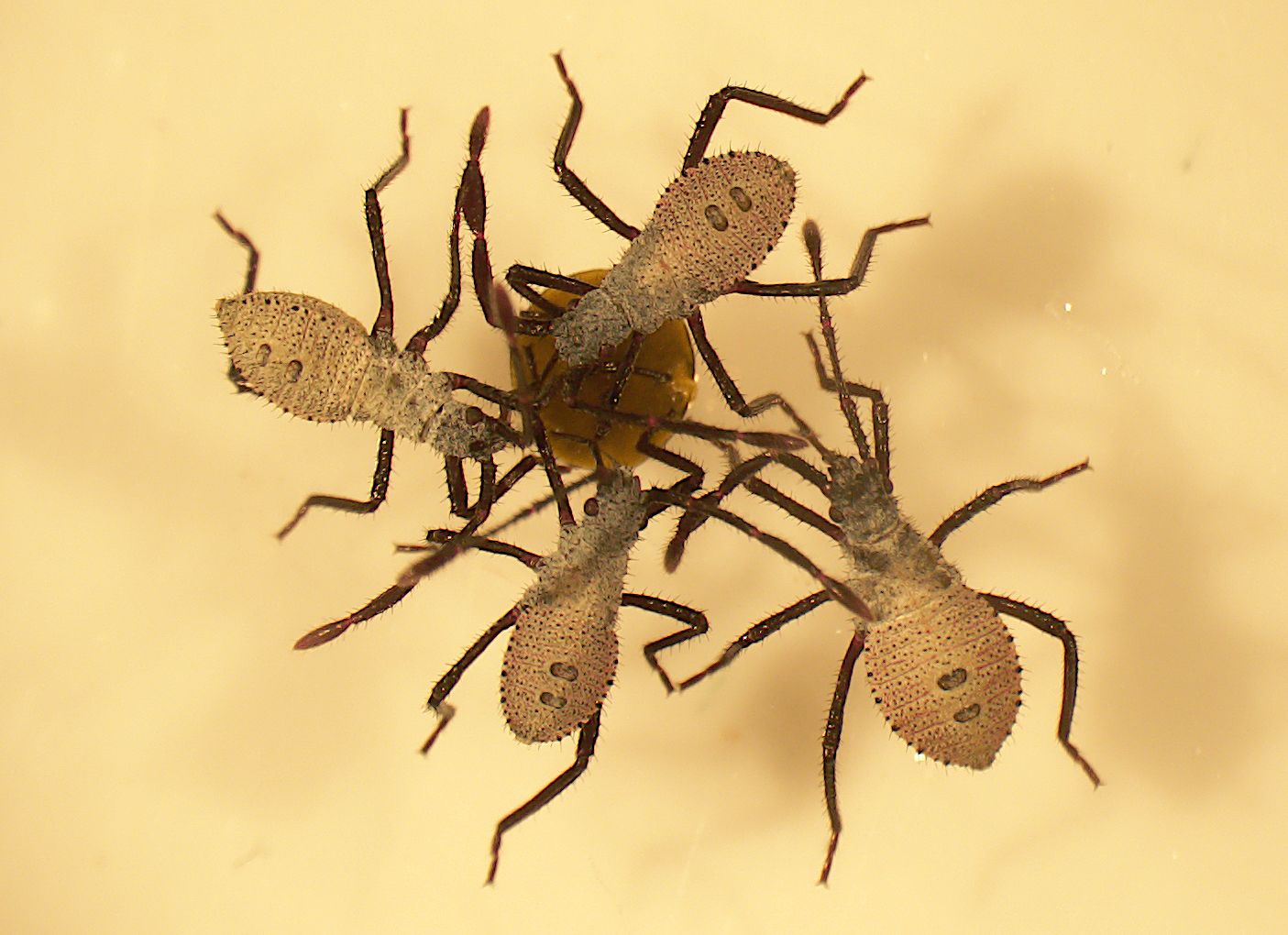 Squash bug nymphs converge on a bit of feces.