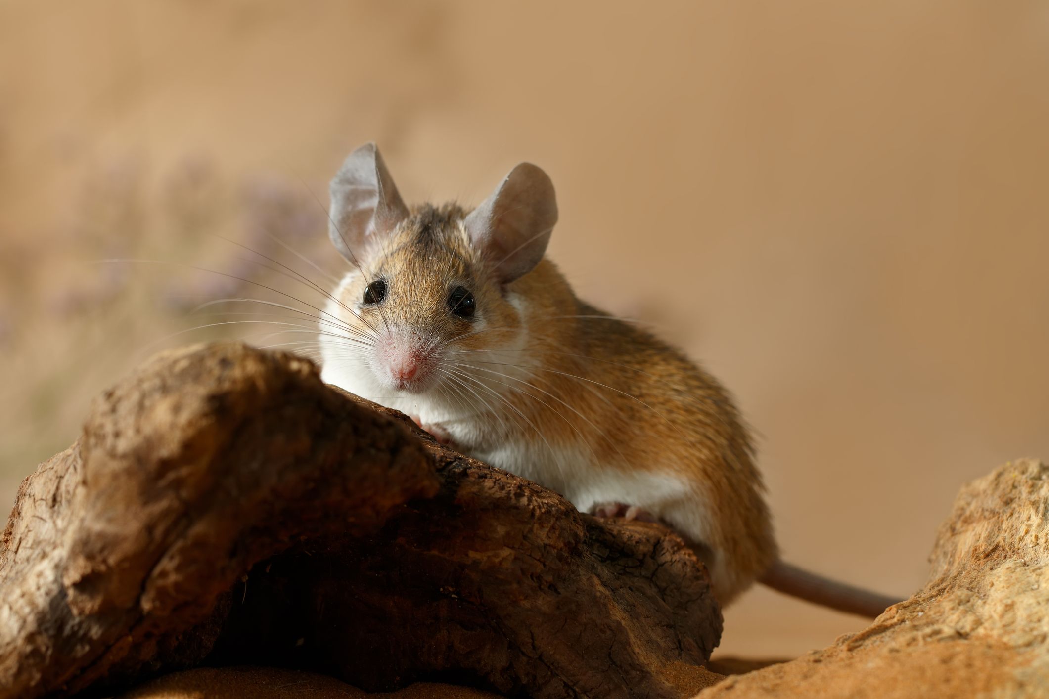 A spiny mouse sits on a rock.